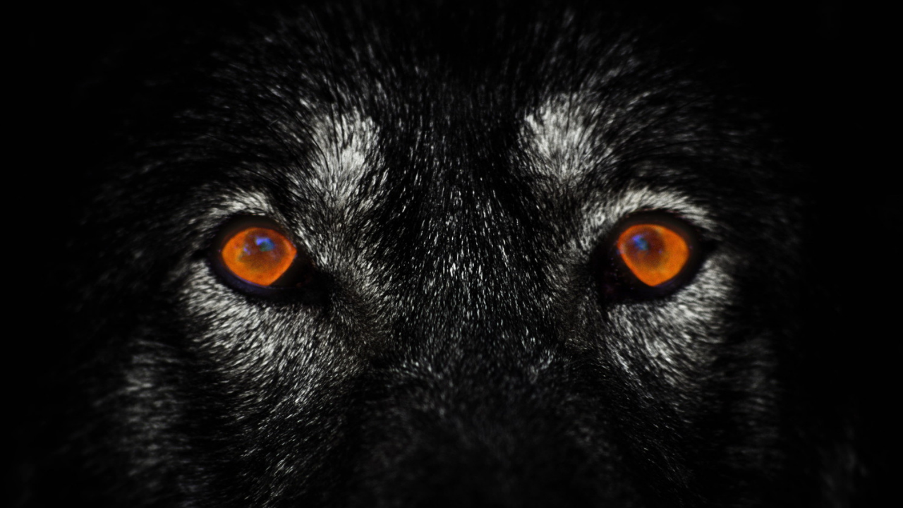 lone-wolf-mindset lone-wolf-mindset